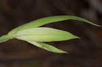 Waterfall's sedge